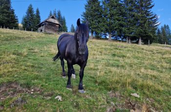 gaugen2026_24